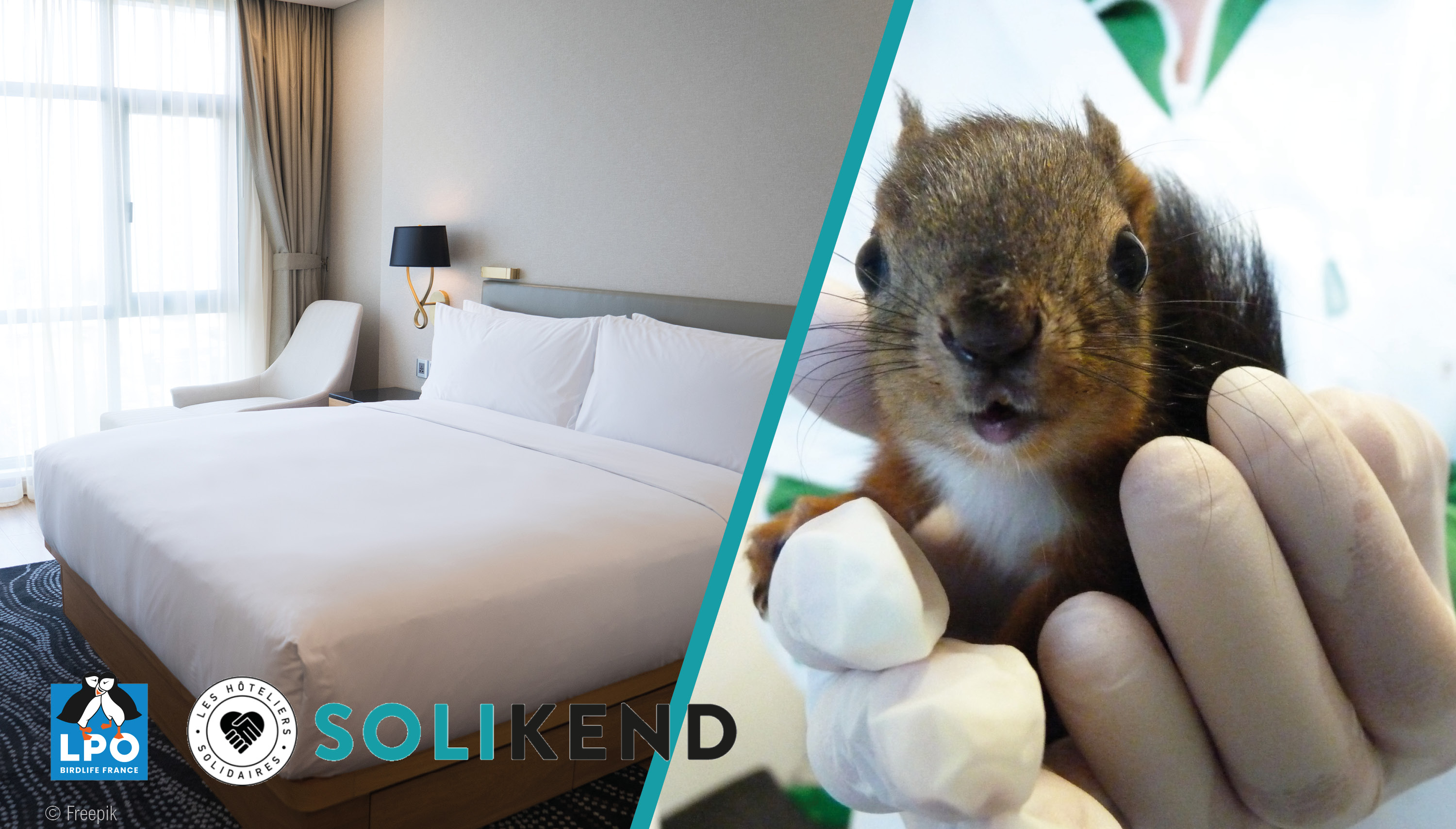 visuel représentant sur la gauche : une chambre d'hôtel, sur la droite : un écureuil roux en centre de soins